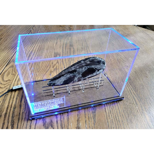 Acrylic LED Display Case for Fossils with Stand, custom made